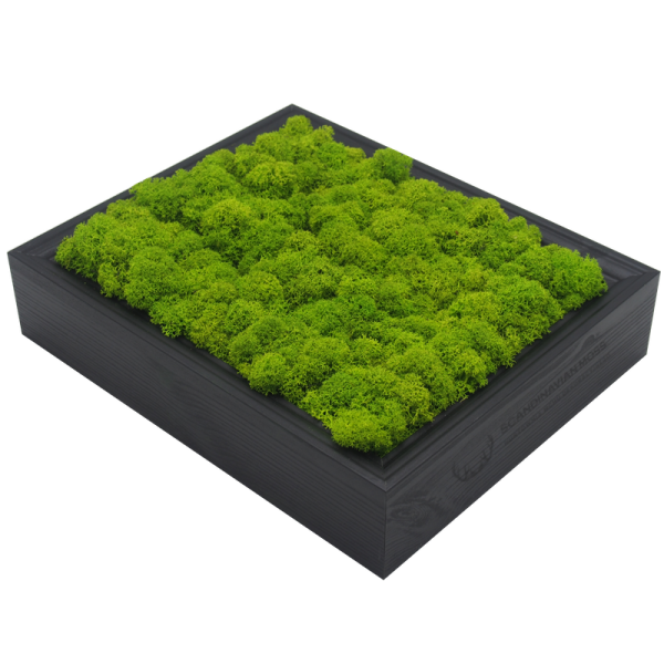 Painting made of spring green reindeer moss in a 28 x 23 cm black wooden frame